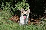 CORGI PEMBROKE 358